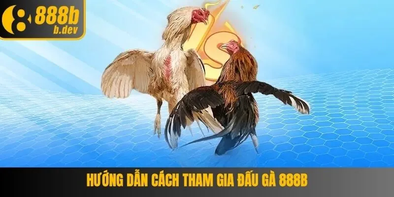 Hướng dẫn cách tham gia kèo đấu gà 888B