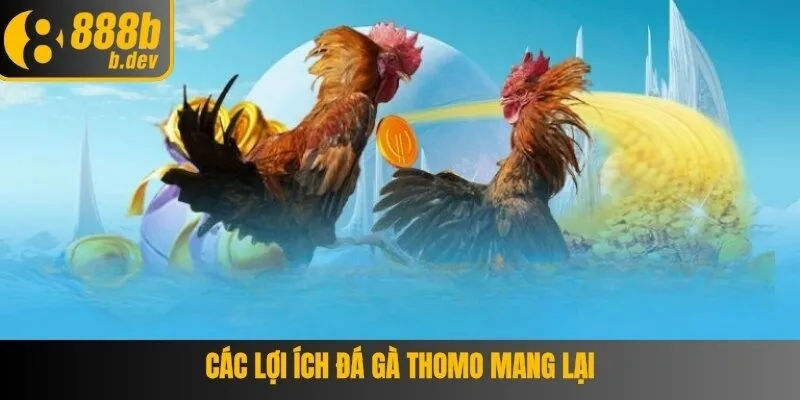 Đá Gà Thomo – Chinh Phục Sảnh Cược 888B Những Trận Gà Hấp Dẫn 4 Các lợi ích đá gà thomo mang lại cho hội viên tham gia